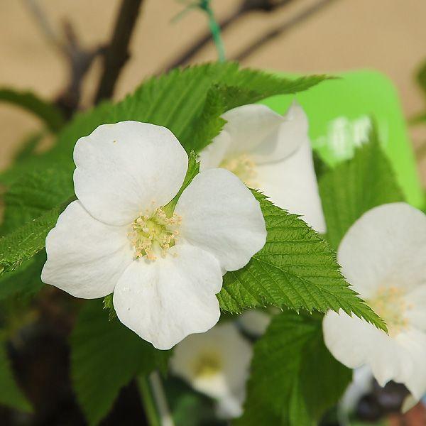 樹種：白山吹（シロヤマブキ）　白色一重　撮影日：11月樹高：約30ｃｍ　根巻き径：約12ｃｍ落葉低木樹。４月ごろ開花。グランドカバーに使用できます。暑さ・寒さ・病気・害虫・日陰・公害に強いです。*根巻きでのお届けとなります。*数量ものの為、...