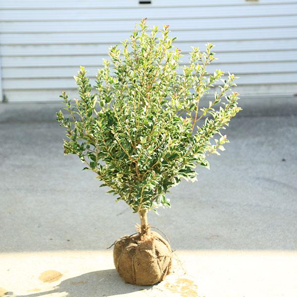 樹種：斑入柊（フイリヒイラギ） 　常緑高木。撮影日：7月樹高：約60ｃｍ外斑のヒイラギです。11月〜12月にかけて白い小さな花が咲きます。厚みのある葉には、特徴であるギザギザとしたトゲがついています。そのため、魔よけ効果もあると信じられてき...