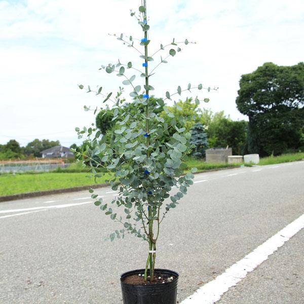 庭木 ユーカリ グニー 大株 樹高 100ｃｍ 全高 1ｃｍ 佐川急便配送 N0470 遊恵盆栽 Yahoo 店 通販 Yahoo ショッピング