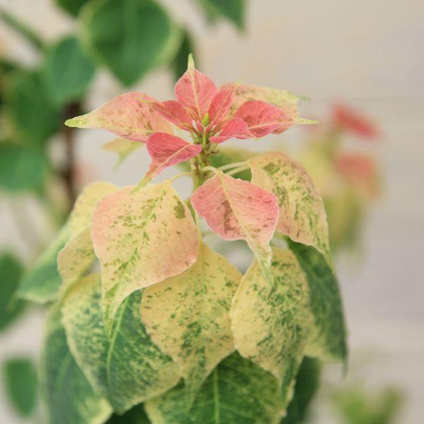 庭木：ナンキンハゼ（南京はぜ）* メトロキャンドル : 遊恵盆栽 Yahoo