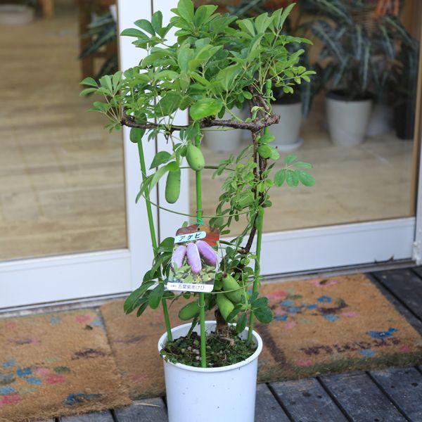 アケビの蔓 依)青森県岩木山採取 あけび蔓 70cm～150cm 3kg - メルカリ