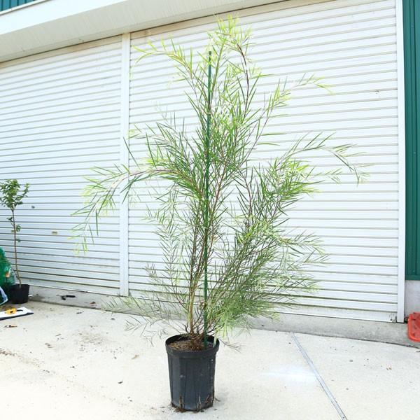 庭木 ブリスベーンワトル アカシア 送料無料 佐川急便発送 樹高140ｃｍ 全高160ｃｍ N0499 遊恵盆栽 Yahoo 店 通販 Yahoo ショッピング