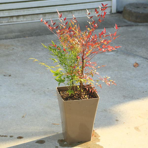 玄関前定番の樹 庭樹盆栽 紅白南天 鉢植え 鉢色選べます 白or茶 N0519 遊恵盆栽 Yahoo 店 通販 Yahoo ショッピング