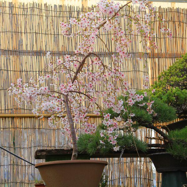 庭樹盆栽 しだれ桜 富士桜 ヤマト便大型商品発送 N0522 遊恵盆栽 Yahoo 店 通販 Yahoo ショッピング