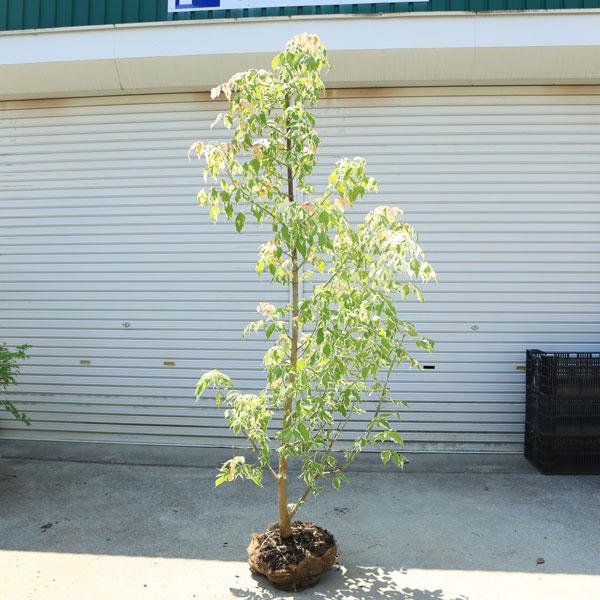 庭木：ネグンドカエデ（フラミンゴ）* 樹高：約150cm 全高：約