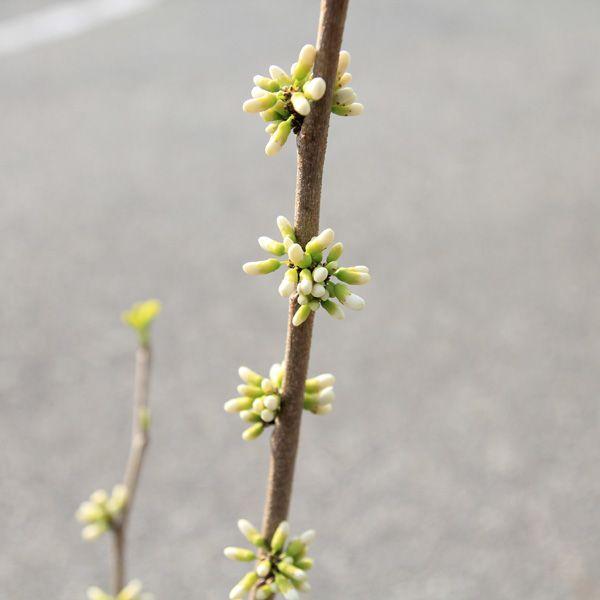 樹種：ハナズオウ　　撮影日：3月樹高：約100ｃｍ落葉中木。早春に白い花が咲きます。葉はハート型をしています。*根巻き（ポット無）でのお届けとなります。＊数量ものの為、写真と若干形状が異なる場合がございます。