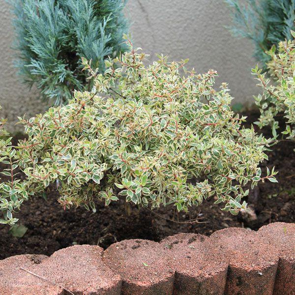 庭木 アベリア あべりあ コンフェッティ 大株 Buyee 日本代购平台 产品购物网站大全 Buyee一站式代购 Bot Online