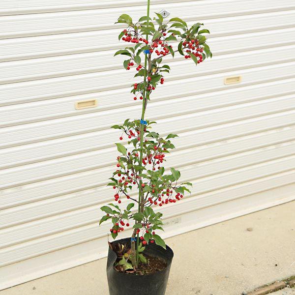 お手頃価格で新登場 庭木 ソヨゴ そよご 雌株 樹高 約80ｃｍ N0586 遊恵盆栽 Yahoo 店 通販 Yahoo ショッピング