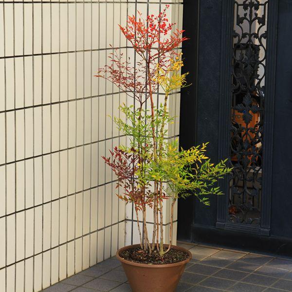 厄除け・縁起良し 庭樹盆栽:紅白南天(特選品) 鉢植え 全高:約 厄除け・縁起良し 庭樹盆栽:紅白南天(特選品) 鉢植え 全高:約