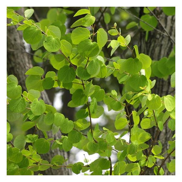 お手頃価格で新登場 庭木 桂の木 カツラの木 寄せ植え 2 3本 樹高 約70ｃｍ Buyee Buyee Japanese Proxy Service Buy From Japan Bot Online