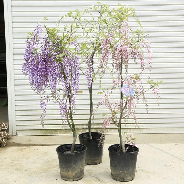 やはり藤は大きい方が目立つ 庭木:花藤(はなふじ)*特大 樹高 やはり藤は大きい方が目立つ 庭木:花藤(はなふじ)*特大 樹高