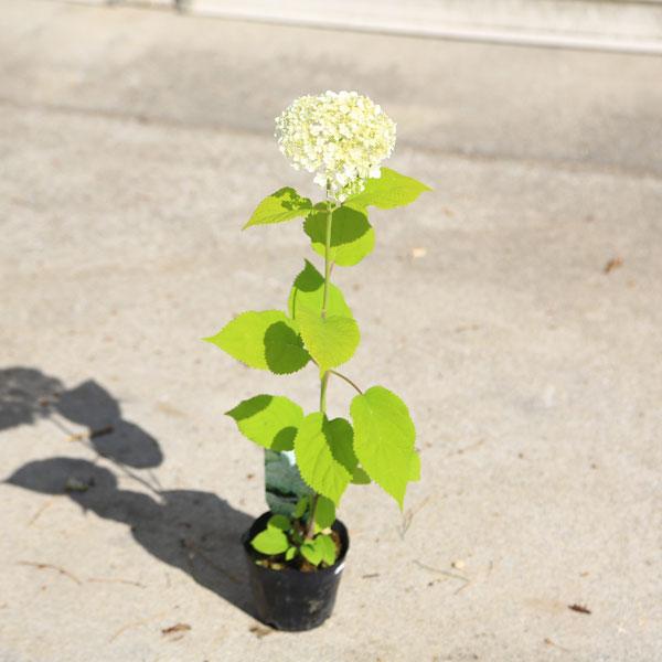 樹種：アジサイ（アナベル）　撮影日：6月樹高：約10-20ｃｍ　　　ポット：9ｃｍ 開花時期：６月〜７月初夏にお庭を優しい雰囲気にしてくれます。白い大きな毬状の花をつけるアジサイです。 *ポットでのお届けとなります。（素焼き鉢に多少の汚れ、...