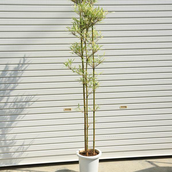 庭木：縞大名竹（しまだいみょうちく）* （ポット植え） 樹高