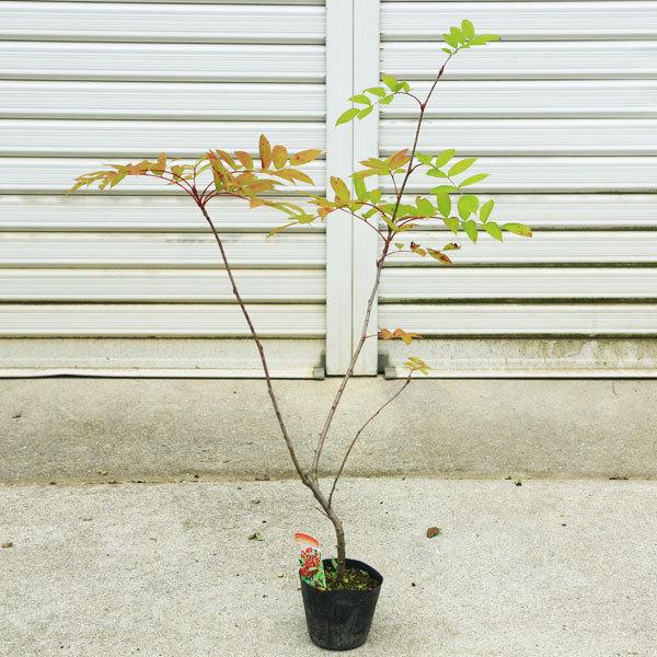 実も紅葉もすばらしい  庭木苗：ナナカマド*（ななかまど）