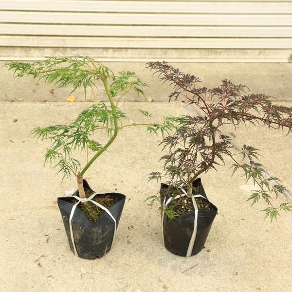 しだれ紅葉 しだれもみじ しだれ紅葉盆栽 もみじ盆栽 楓カエデ 青