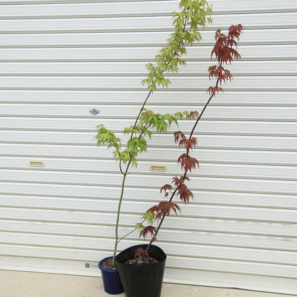 短く剪定すれば小さく育てることも可能 今年初入荷 庭木 イロハもみじor野村もみじ どんな樹形にでもできる可愛い一年生 Buyee Buyee 일본 통신 판매 상품 옥션의 대리 입찰 대리 구매 서비스