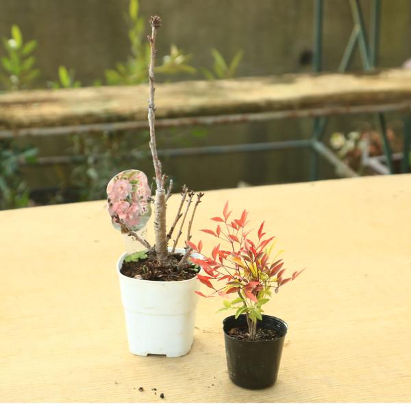 ベストセット庭木：紅白南天(小)＋旭山桜*！ : 遊恵盆栽 Yahoo!店