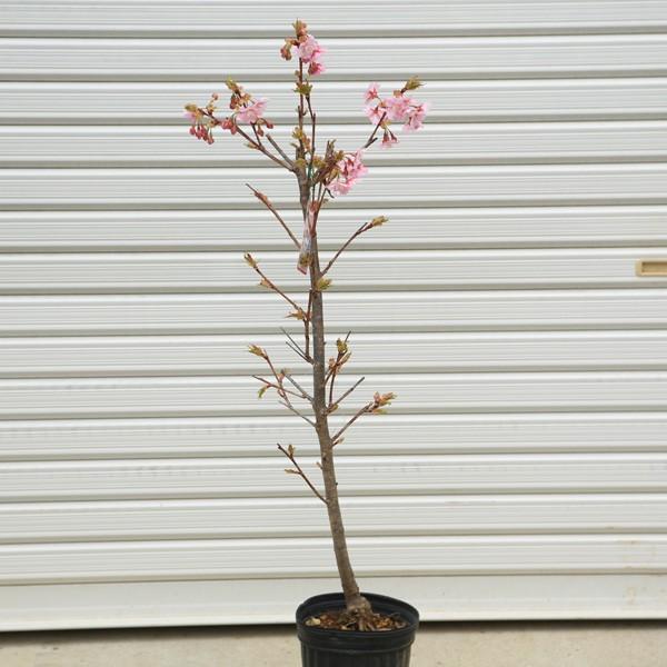 庭木：河津桜（かわつざくら）*早咲き性の有名品種 全高：100cm