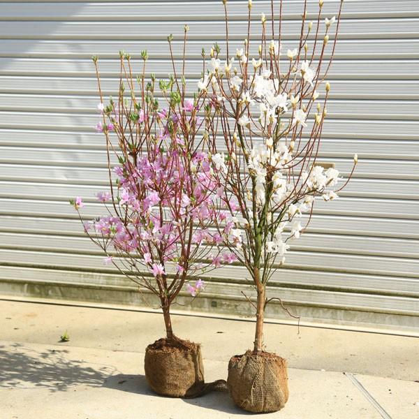 庭木:ミツバツツジ(三つ葉つつじ)ピンク花or白花 花色をお 庭木:ミツバツツジ(三つ葉つつじ)ピンク花or白花 花色をお