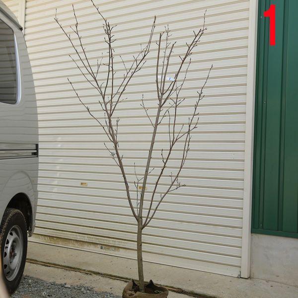 庭木 ジューンベリー ロビンヒル アメリカザイフリボク ピンク花 現品をお選びください Mwway Com Br