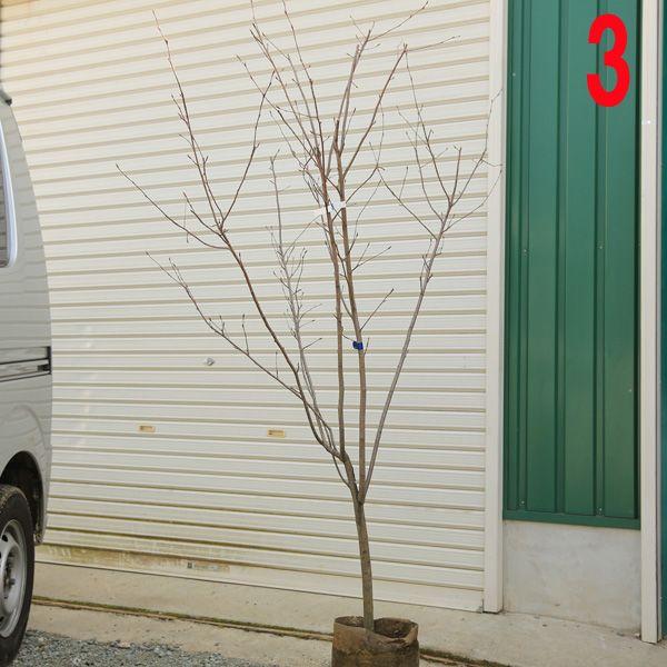 庭木 ジューンベリー ロビンヒル アメリカザイフリボク ピンク花 現品をお選びください Mwway Com Br