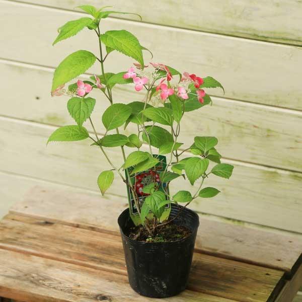 樹種：ヤマアジサイ　品種：紅（くれない）　撮影日：5月落葉樹。初夏に愛らしい清楚なお花を咲かせます。＊数量ものの為、写真と若干形状が異なる場合がございます。サイズ 樹高：約20ｃｍ　鉢径：9-12cm