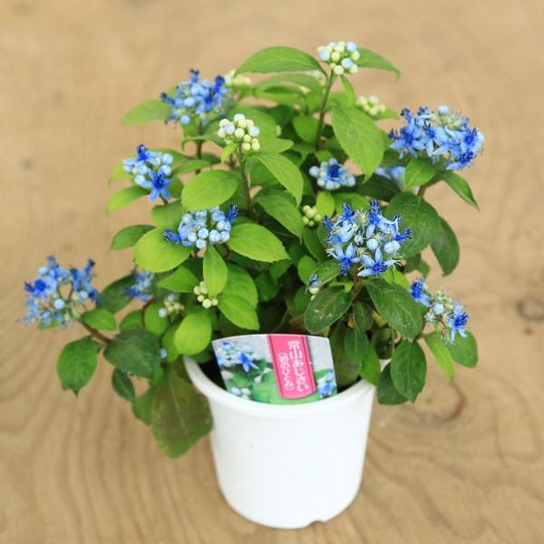 苗 常山アジサイ じょうざんあじさい 碧の瞳 ディクロア 紫陽花 Buyee 日本代购平台 产品购物网站大全 Buyee一站式代购bot Online