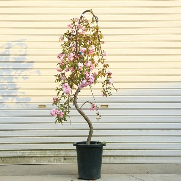 特選庭木：しだれ八重桜（しだれ桜）* 全高150cm 佐川大型商品