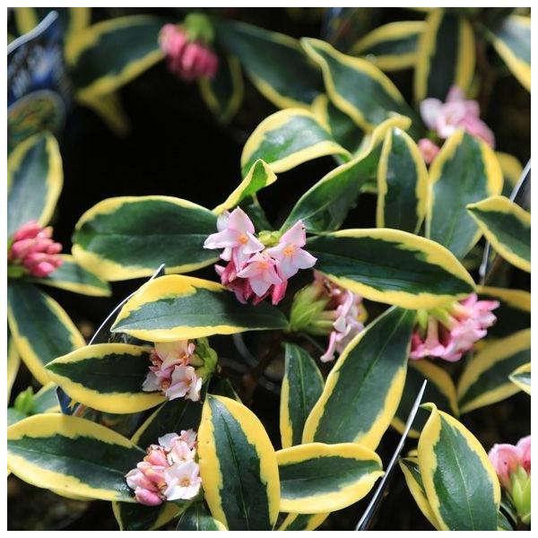 苗 覆輪沈丁花 ジンチョウゲ 前島 大株 Buyee Buyee 日本の通販商品 オークションの代理入札 代理購入