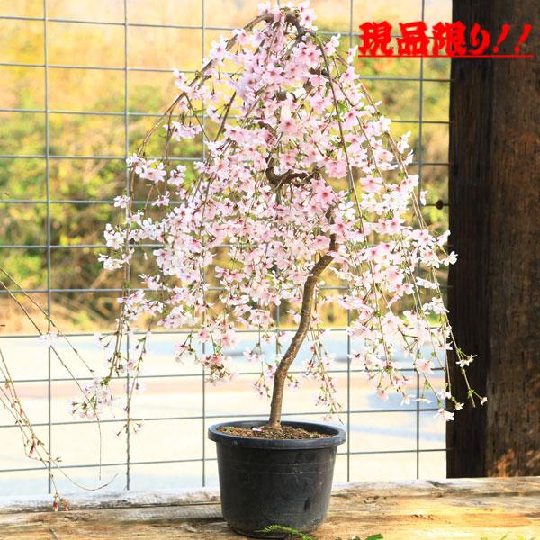 しだれ富士桜撮影日：11月　＊写真の現品商品となります。＊プラスチックポットでのお届けとなります。＊季節により状態は異なります。<br />サイズ鉢径：約21ｃｍ　樹高：約50-70ｃｍ(撮影時)置き場所：日当たりのよい場所から...