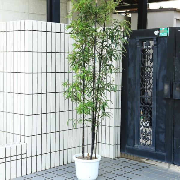 特選庭木：黒竹（くろちく）*全高180cm程度 SGW大型商品発送