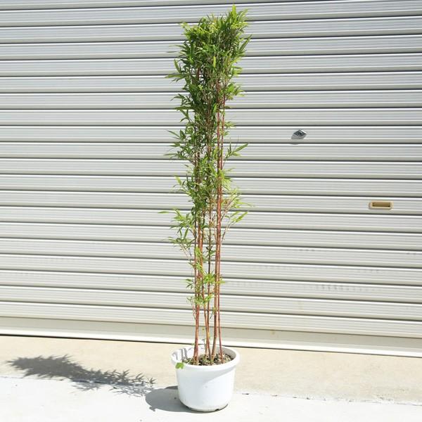 庭木：朱竹（紅寒竹）*白ポット 大株 100cm : 遊恵盆栽 Yahoo
