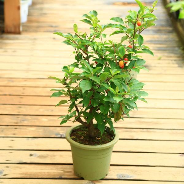 庭木・植木：大実西洋グミ（グミの木） : 遊恵盆栽 Yahoo!店