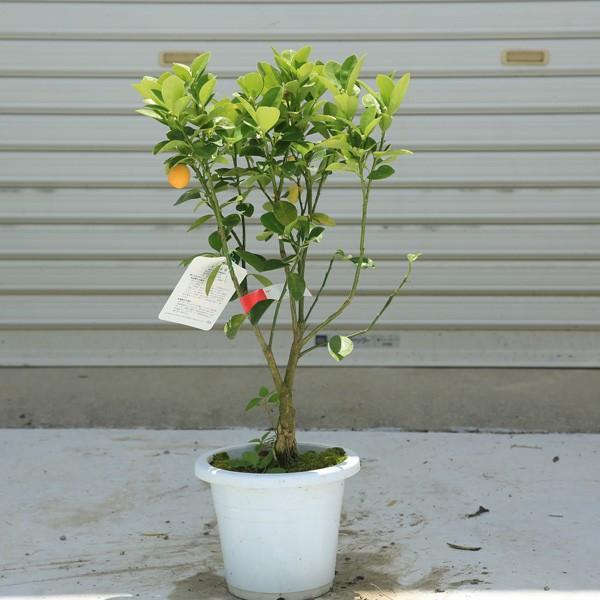 家庭果樹：大実キンカン（大実金柑） 接木苗 *観賞価値の高い