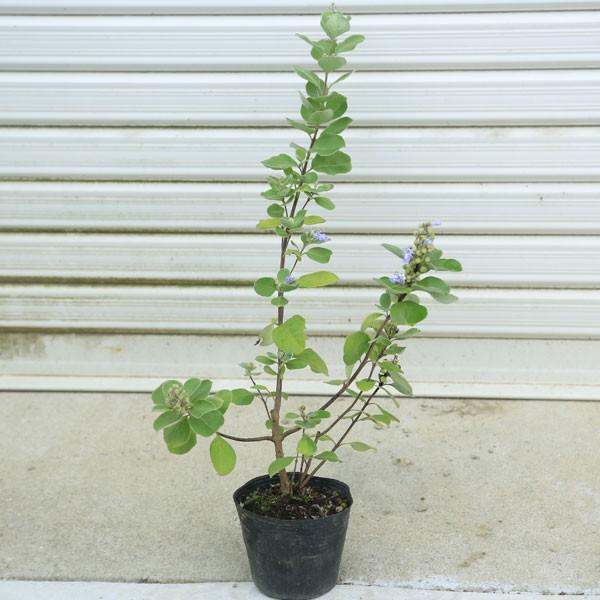 ユーカリにも似た芳香を放ちます。庭木・苗：ハマゴウ*（はまごう