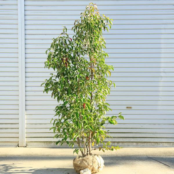 庭木:常緑ヤマボウシ(ホンコンエンシス・月光) 株立ち(2〜3本立ち)樹高:約160cm 全高180cm 佐川急便大型商品発送 :n0807:遊恵盆栽 Yahoo!店 - 通販 - Yahoo!ショッピング 庭木:常緑ヤマボウシ(ホンコンエンシス・月光) 株立ち(2〜3本立ち)樹高:約160cm 全高180cm 佐川急便大型商品発送 :n0807:遊恵盆栽 Yahoo!店 - 通販 - Yahoo!ショッピング