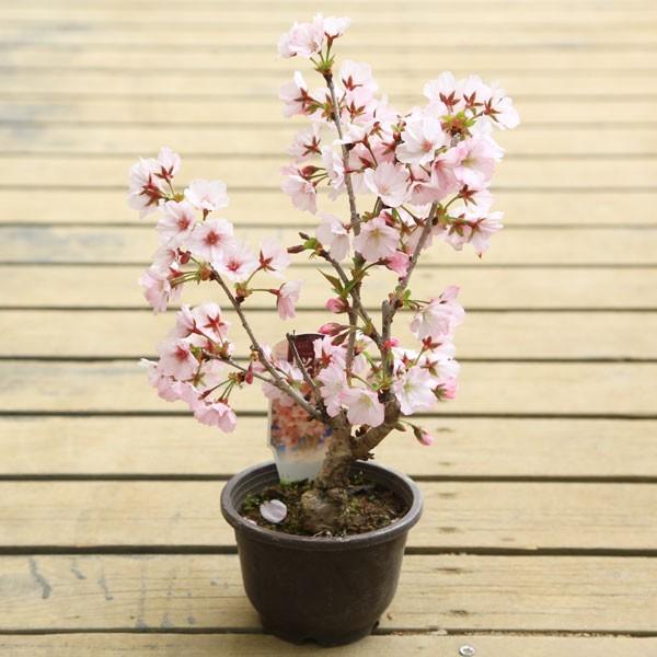 御殿場桜　開花苗　1ポット つぼみあり 苗・庭木苗：御殿場桜 ごてんばさくら * 花縁が桃色に染まる美しい一重