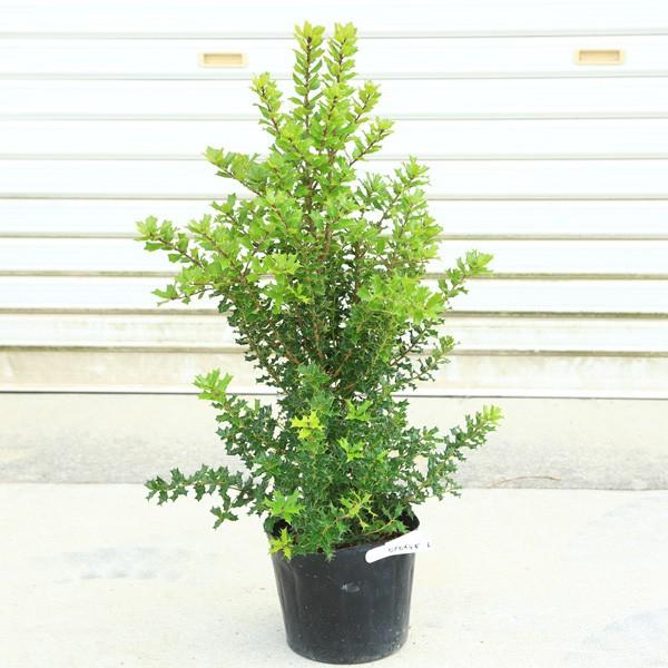 庭木 植木 姫ヒイラギ ツリー トピアリー Buyee Buyee 일본 통신 판매 상품 옥션의 대리 입찰 대리 구매 서비스