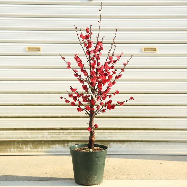 庭木:紅梅(鹿児島紅梅)* 赤八重咲き 紅梅の中でも最も美しく 庭木:紅梅(鹿児島紅梅)* 赤八重咲き 紅梅の中でも最も美しく