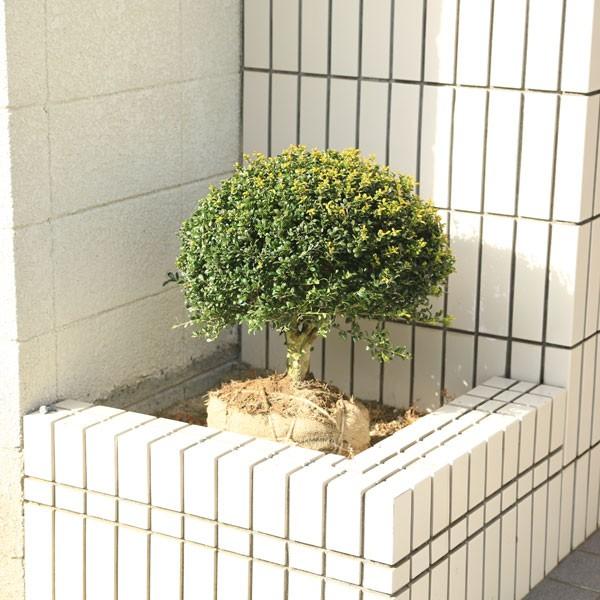 ご要望が多い大株 ついに登場 庭木：マメツゲorキンメツゲ（玉作り