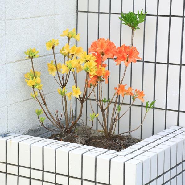 庭木：レンゲツツジ*（カバレンゲツツジ）（キレンゲツツジ）お選び