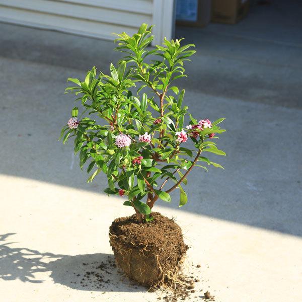 庭木 植木 沈丁花 ジンチョウゲ 赤花 根巻 地中ポット N05 遊恵盆栽 Yahoo 店 通販 Yahoo ショッピング