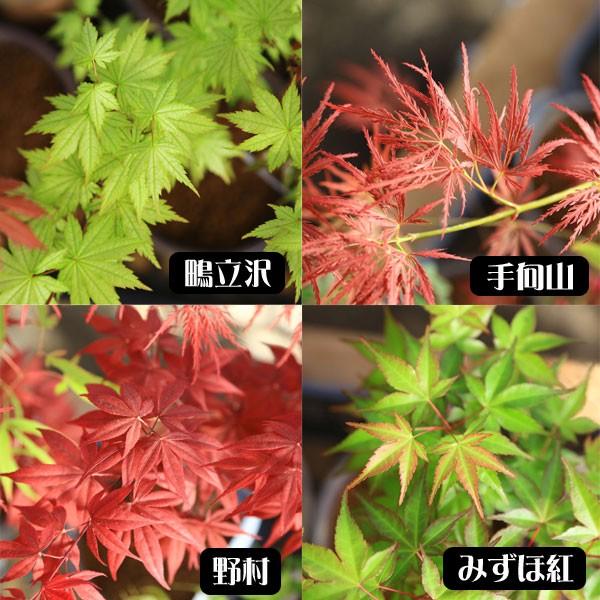 小品盆栽：世界のもみじ盆栽（紅葉）（モミジ）お気に入りの品種