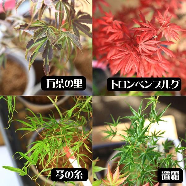 小品盆栽：世界のもみじ盆栽（紅葉）（モミジ）お気に入りの品種