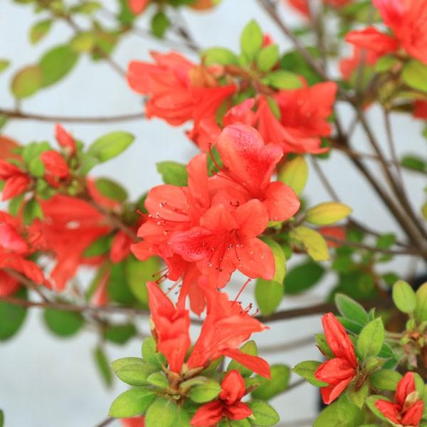 庭木 キンモウツツジ 金毛躑躅 珍しい肉厚の葉と美しい花色 Buyee Buyee Japanischer Proxy Service Kaufen Sie Aus Japan