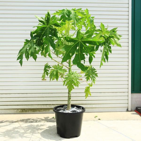 パパイヤ苗　台農2号　24鉢 鉢植え果樹・植木・観葉植物：特大 パパイヤ（パパイア）”台農2号