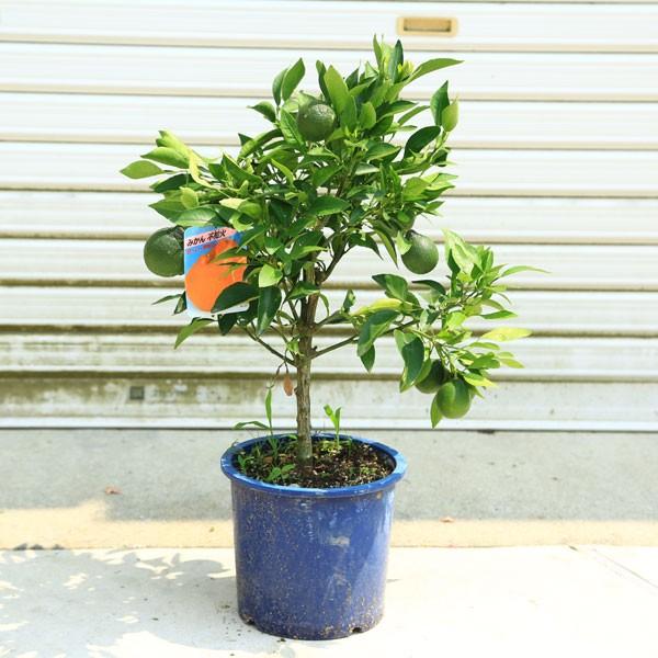 庭木 果樹 植木 不知火みかん しらぬいみかん デコポンしらぬひ 酢橘 7号苗木 Buyee Buyee 提供一站式最全面最专业现地yahoo Japan拍卖代bid代拍代购服务