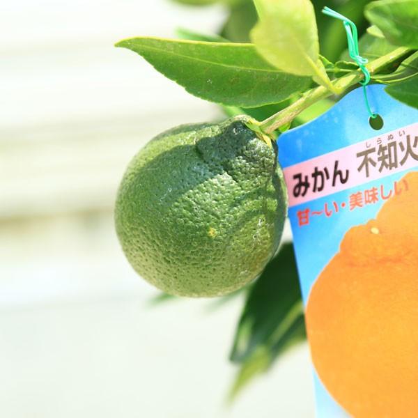 庭木 果樹 植木 不知火みかん しらぬいみかん デコポンしらぬひ 酢橘 7号苗木 Buyee Buyee 提供一站式最全面最专业现地yahoo Japan拍卖代bid代拍代购服务