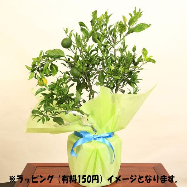 庭木 果樹 植木 不知火みかん しらぬいみかん デコポンしらぬひ 酢橘 7号苗木 Buyee Buyee 提供一站式最全面最专业现地yahoo Japan拍卖代bid代拍代购服务