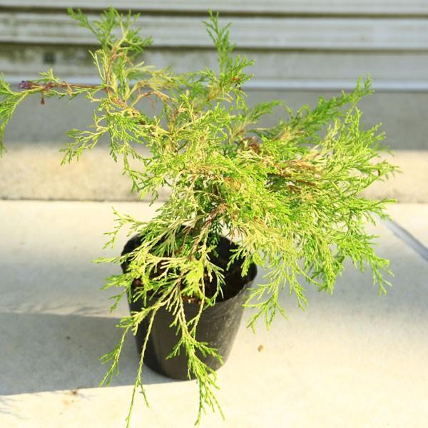 グランドカバー 苗 ヒノキ サワラ フィリフェラオーレア ゴールデンモップ 扇系コニファー N0969 遊恵盆栽 Yahoo 店 通販 Yahoo ショッピング